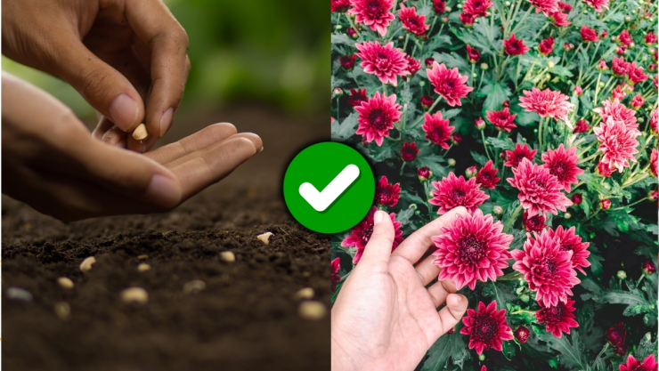 /estilo-de-vida/plantas-sembrar-septiembre-flores-en-otono