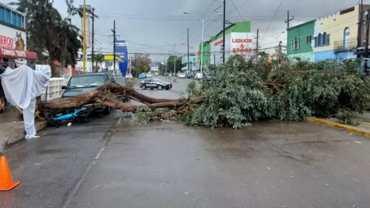 Fuertes lluvias provocan caída de árboles y más desastres en Tijuana