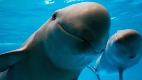 Día de la Vaquita Marina 5 de septiembre 2025: Por qué se celebra y datos curiosos