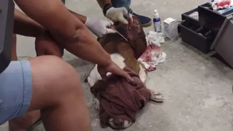 Hombre en estado de ebriedad atacó a un perro con un machete en Playa del Carmen; anuncian su detención