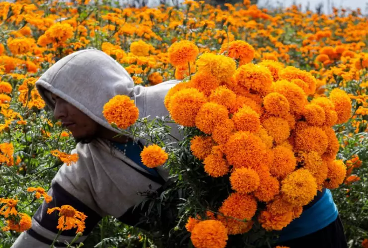 cempasúchil.jpg