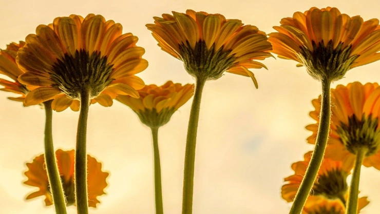 FLORES AMARILLAS SEPTIEMBRE.jpg