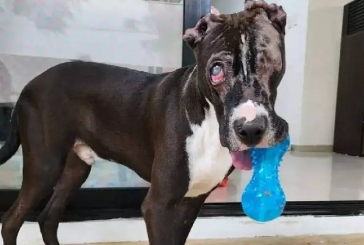 Adoptan a Valentín en Mérida, perrito que fue quemado en Playa del Carmen