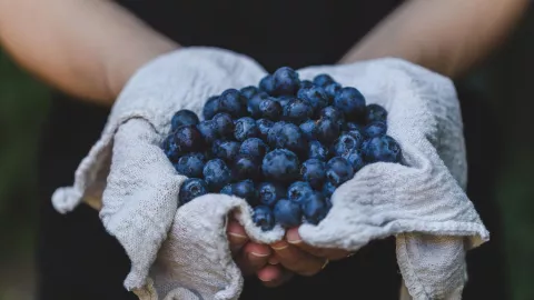 Mora azul: &iquest;Qu&eacute; tipo de enfermedades previene su consumo?