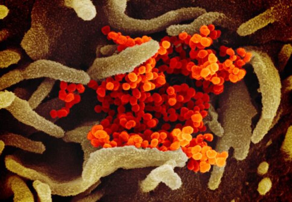 virus-4.jpg