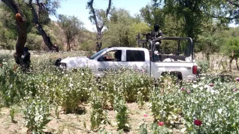 Destrucción de amapola y decomiso de marihuana como parte de la Estrategia de Seguridad