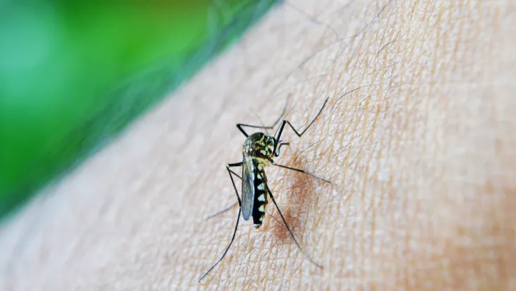 Dengue en Aguascalientes Cuáles son las dos colonias en las que reforzarán medidas preventivas