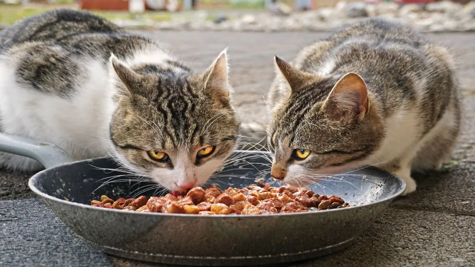 Gatos_UNAM-DGCS.jpg