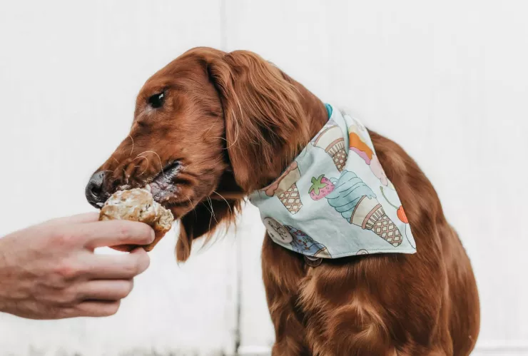 ¿Que no darle de comer a los perros?