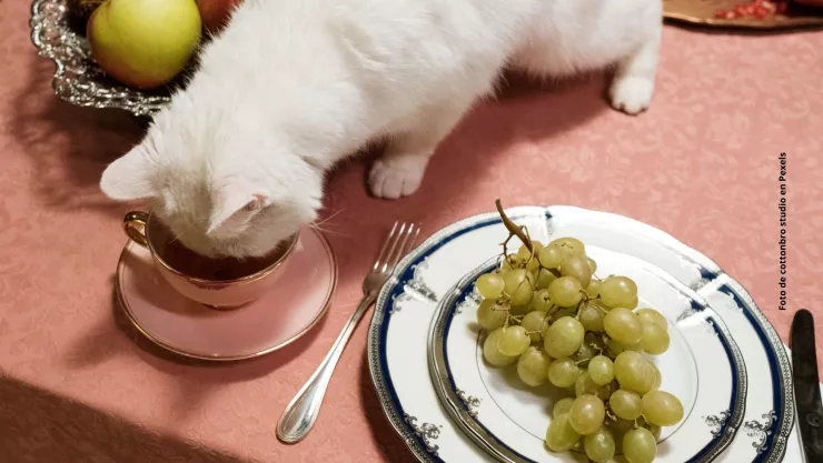 Entérate de cuáles son los alimentos que hacen felices a los gatos