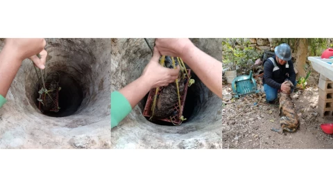 Perrito cae al fondo de un pozo en Umán y la policía va en su rescate: FOTOS