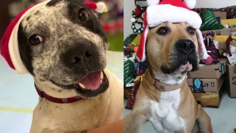 Lomitos rescatados en el Metro CDMX