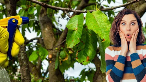 ¿Necesita u insecticida bueno y económico? El vinagre y la canela son perfectos