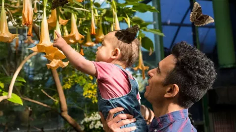 San Diego Zoo Safari Park Vuelve la exhibición de mariposas