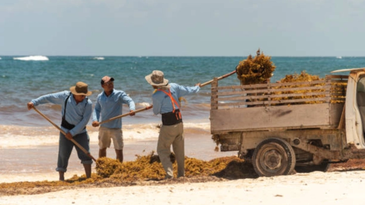 sargazo-en-quintana-roo-recolectores-estuvieron-expuestos-a-sulfuro-hidrogeno