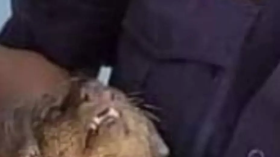 FOTO Rescatan a jaguarundi de ser ATROPELLADO