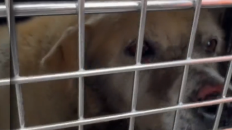 Bomberos de Morelos rescatan a perrito que fue atacado por un enjambre de abejas.