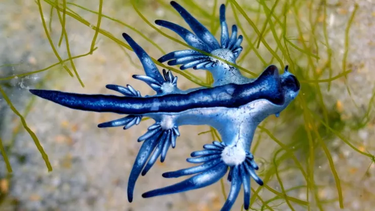 Avistamiento de dragones azules