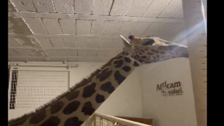 Benito, la jirafa llega a Puebla