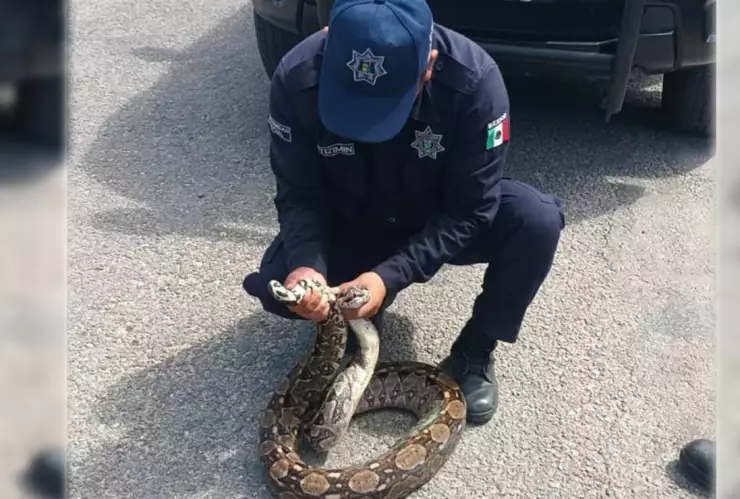 capturan enorme vibora en calles de tizimin fotos