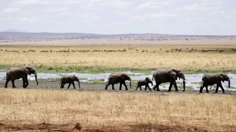 estampida mortal.png