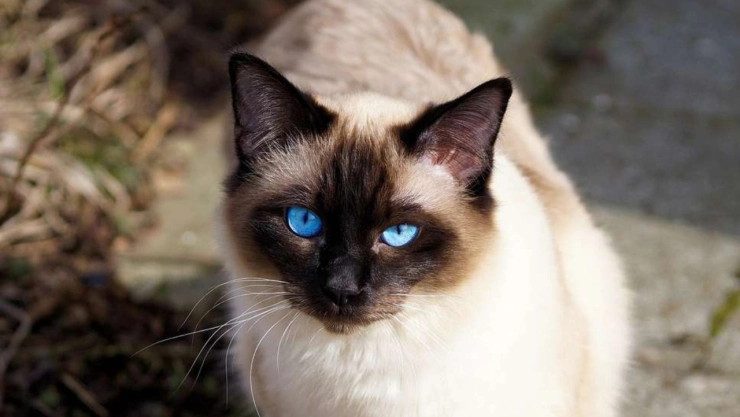 Estas son las razas de gatos que más se enferman