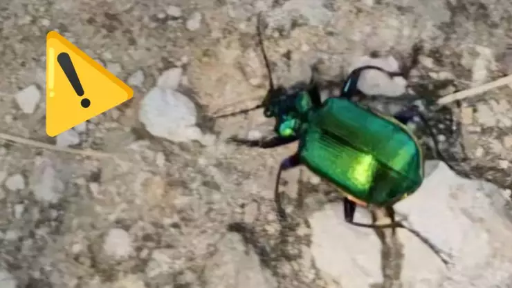 ¡Cuidado! Reportan brote de escarabajos bombarderos en Yucatán ¿Qué pasa si los toco_?