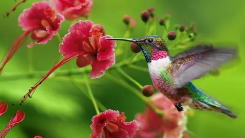 Colibrí