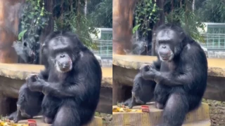 Gorila fumando en video