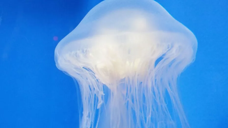 medusa - junko2013.jpg