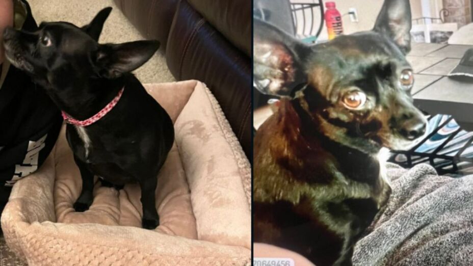Chihuahua Cuddles