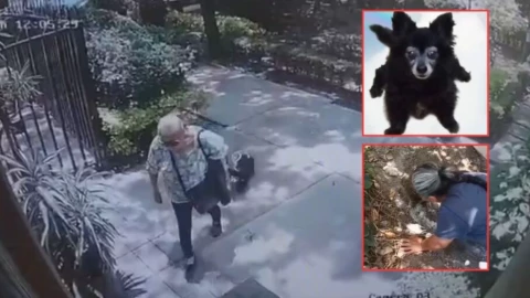 Mujer mata a perrita “Moni” de su vecina y la encuentran enterrada en su jardín