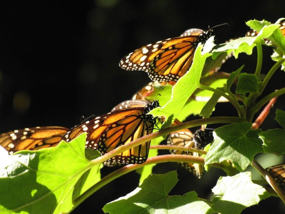 Mariposa monarca