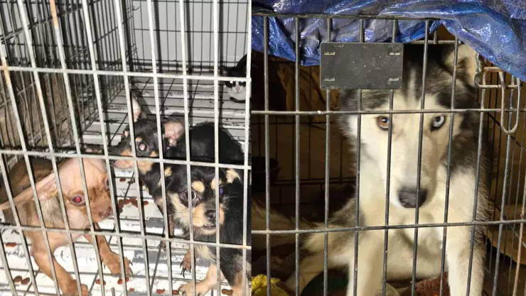 asegura 13 animales víctimas de maltrato