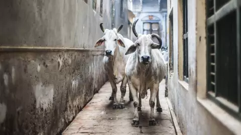 Multas de hasta 28 mil pesos por ganado suelto