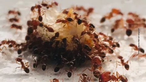 ¿Cómo eliminar las hormigas con azúcar y bicarbonato?