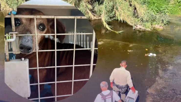Guardabosques rescatan a perrito salchicha tras estar atrapado en un arroyo pluvial en la Col. Fray Antonio Alcalde