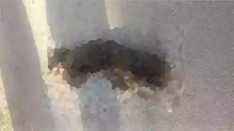 Crueldad animal en Yucatán_ Denuncian presencia de presunta piel de perro