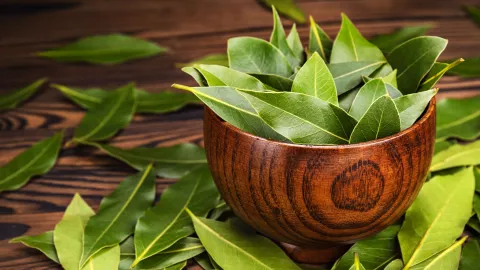 Este es el ritual con laurel para conseguir trabajo.