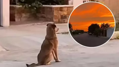 VIDEO_ Perrito yucateco viendo el atardecer se vuelve viral