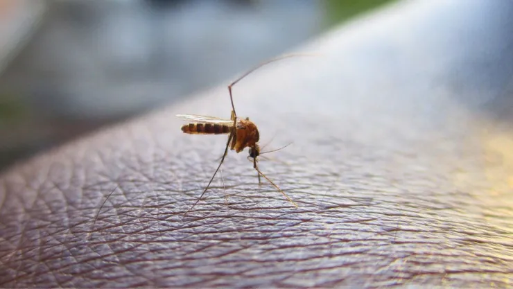 dengue Nuevo LEón.jpg