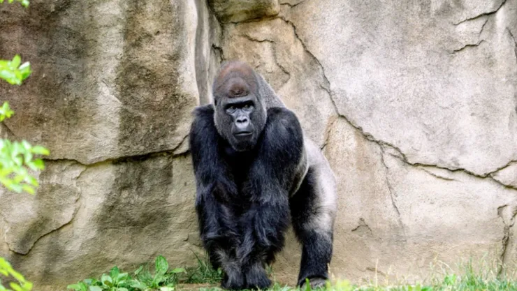 Gorila en zoológico