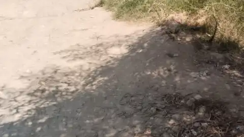 ¡Urgente! Caballos abandonados y lesionados en la colonia Villa Cruz