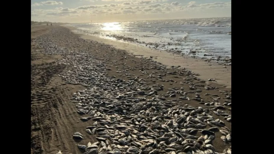 Encuentran a peces muertos en Texas