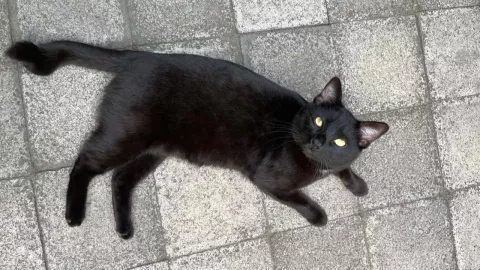 Gripe aviar en gatos