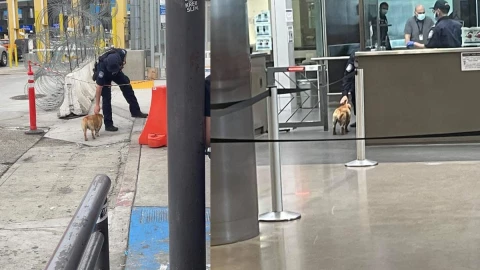 Perro cruza frontera de México y Estados Unidos.