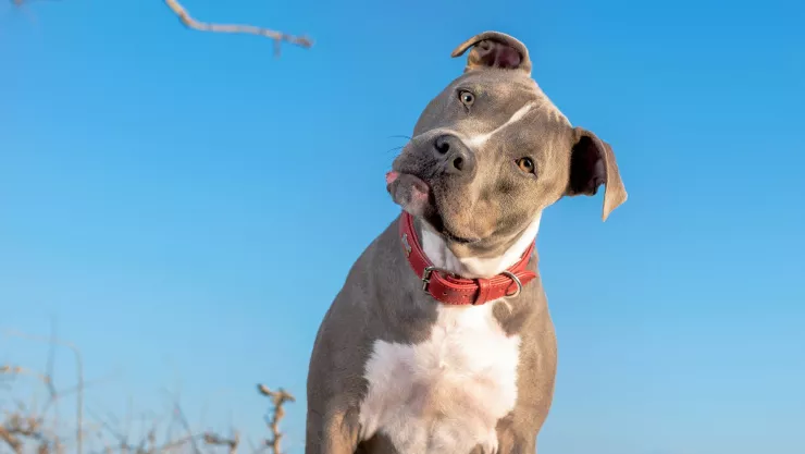 Descubre si es legal tener un pitbull en Florida.jpg