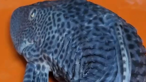 capturan-unos-500-ejemplares-pez-diablo-quintana-roo-ejemplar-capturado