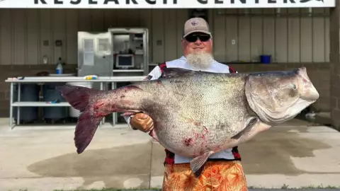 ¡Evitó una catástrofe! Hombre atrapa al pez más pesado del mundo