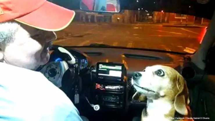 perrita taxista.jpg